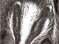 ACEO_RadosBadger_by_ElorenLeianor.jpg